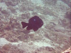 Dascyllus trimaculatus