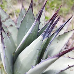 Agave applanata