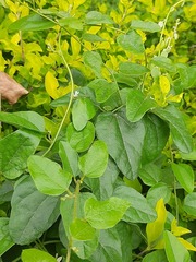 Cocculus hirsutus