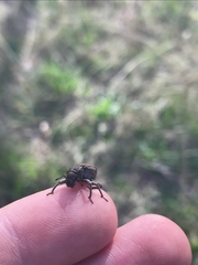 Cubicorhynchus maculatus