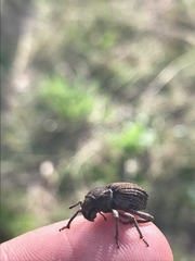 Cubicorhynchus maculatus