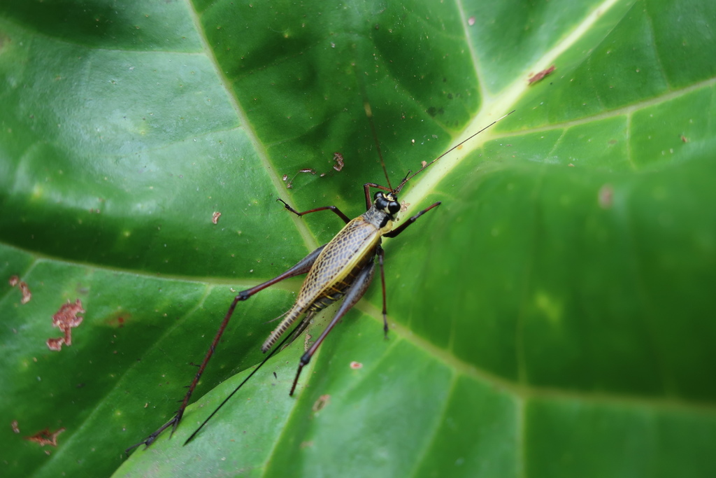 Nisitrus musicus