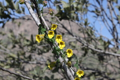 Tropaeolum brachyceras