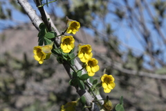 Tropaeolum brachyceras