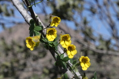 Tropaeolum brachyceras