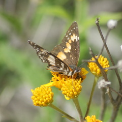 Chlosyne lacinia adjutrix