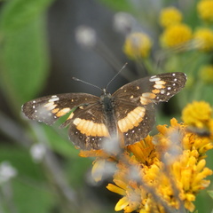 Chlosyne lacinia adjutrix