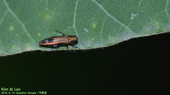 Agrilus chujoi