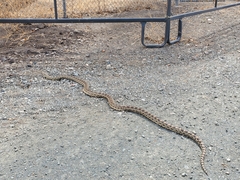 Pituophis catenifer catenifer