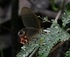 Haetera macleannania