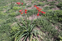 Phycella cyrtanthoides