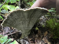 Phaeolus