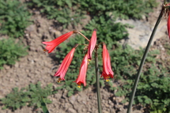 Phycella cyrtanthoides