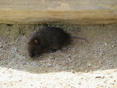 Rattus lutreola