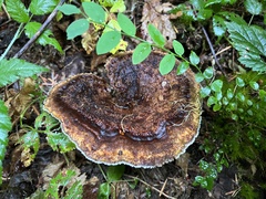 Phaeolus