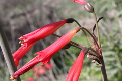 Phycella cyrtanthoides