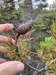 Pinus contorta bolanderi