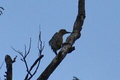 Melanerpes hoffmannii