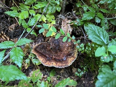 Phaeolus