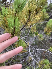 Pinus contorta bolanderi