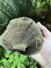Phaeolus