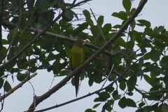 Eupsittula canicularis