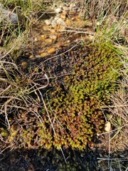 Scorpidium scorpioides