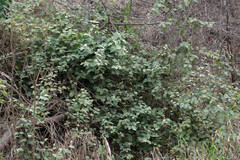 Capparicordis crotonoides