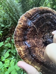 Phaeolus