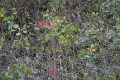 Vasconcellea parviflora