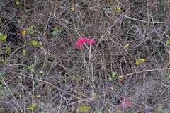 Vasconcellea parviflora