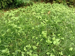 Veronica persica
