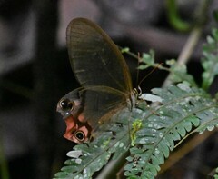 Haetera macleannania