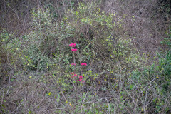 Vasconcellea parviflora