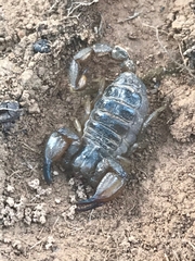 Urodacus manicatus