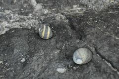 Nerita scabricosta