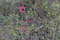 Vasconcellea parviflora