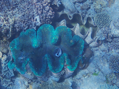 Tridacna gigas