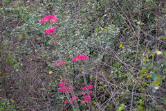 Vasconcellea parviflora