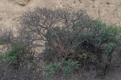 Bursera graveolens