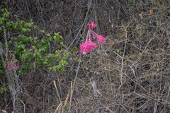 Vasconcellea parviflora