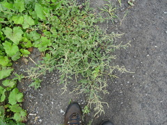 Atriplex tatarica