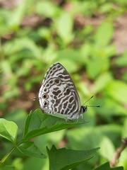 Leptotes plinius