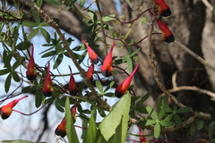 Tropaeolum tricolor