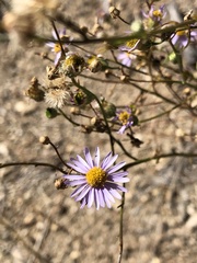 Erigeron foliosus
