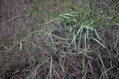 Selenicereus monacanthus