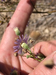Erigeron foliosus