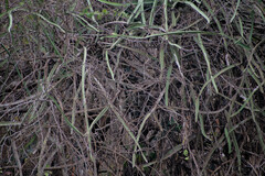 Selenicereus monacanthus