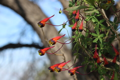 Tropaeolum tricolor