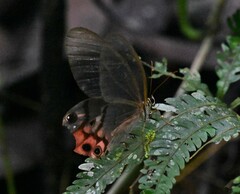 Haetera macleannania